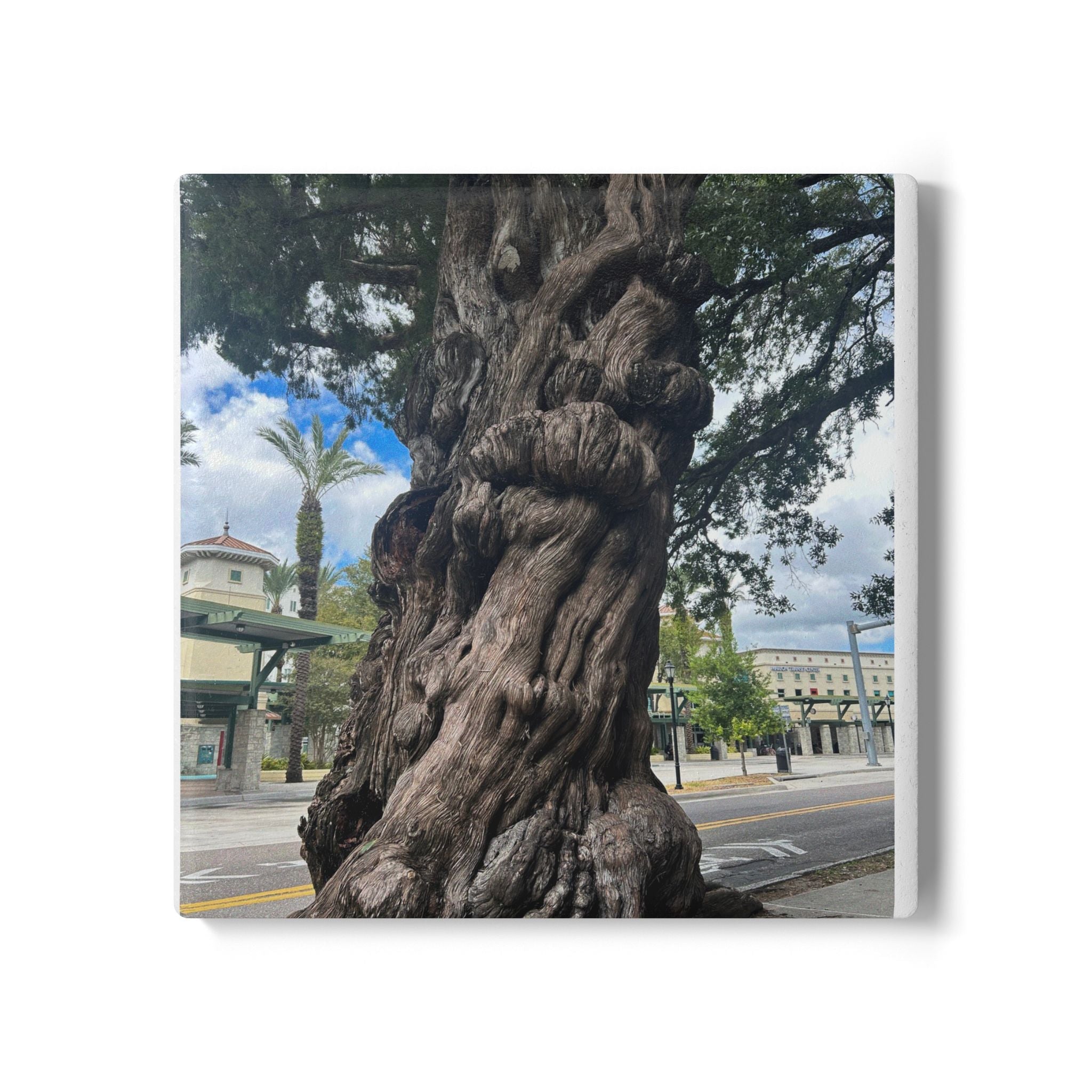 “The Ancient Tree of Tampa” Coaster