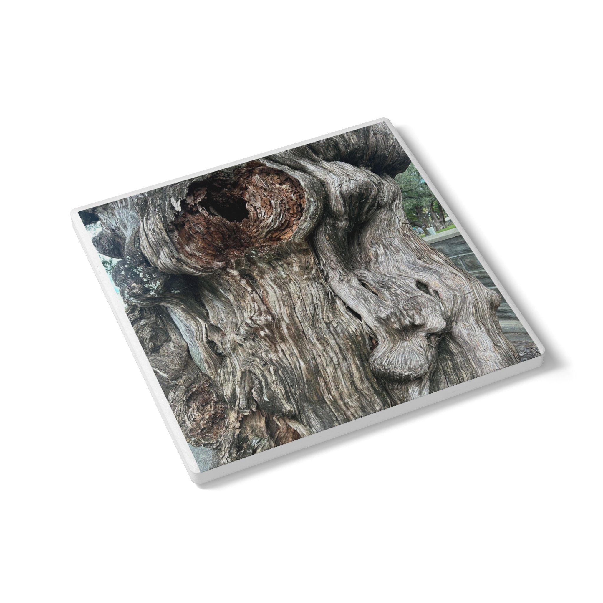 “The Heart of Tampa Tree” Coaster
