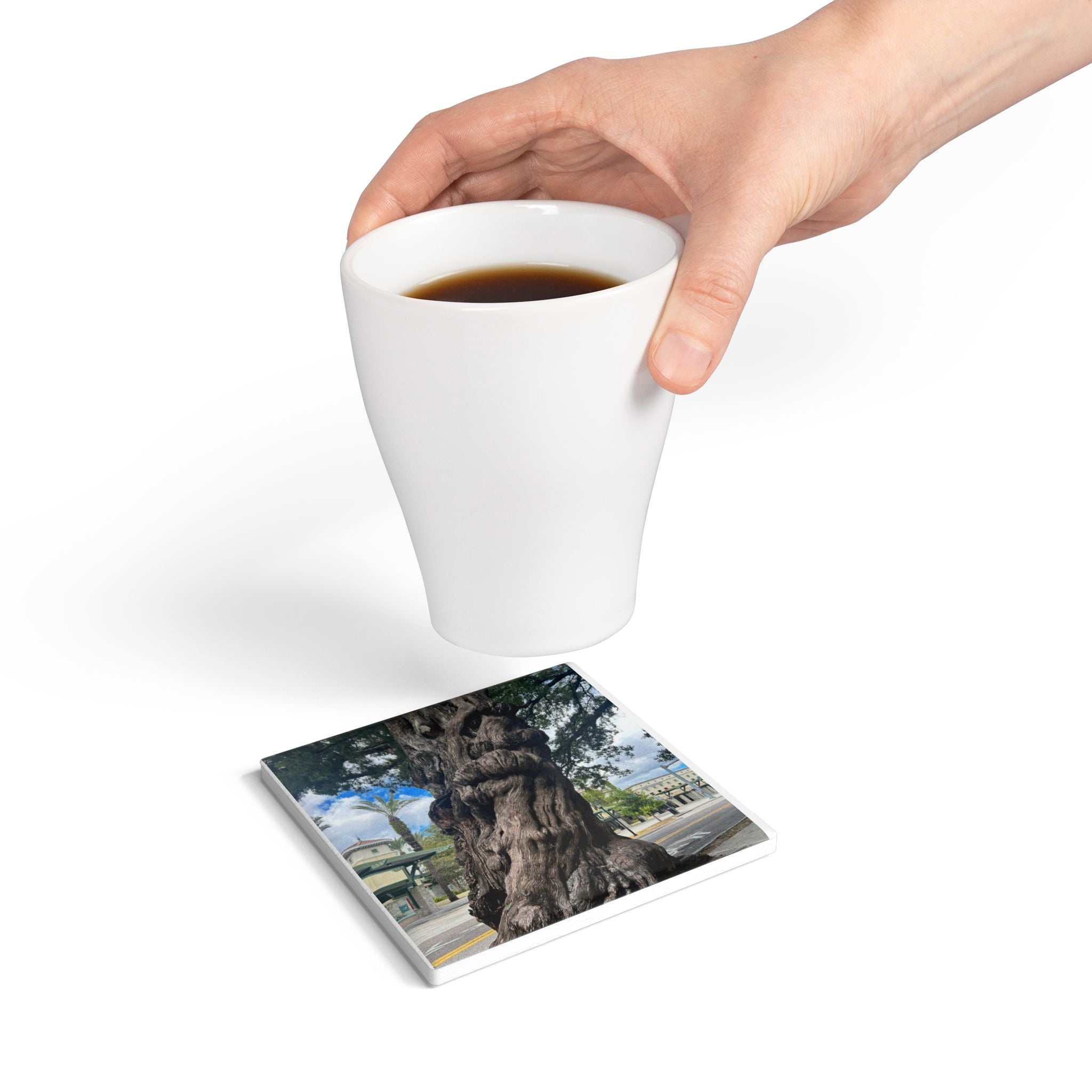 “The Ancient Tree of Tampa” Coaster