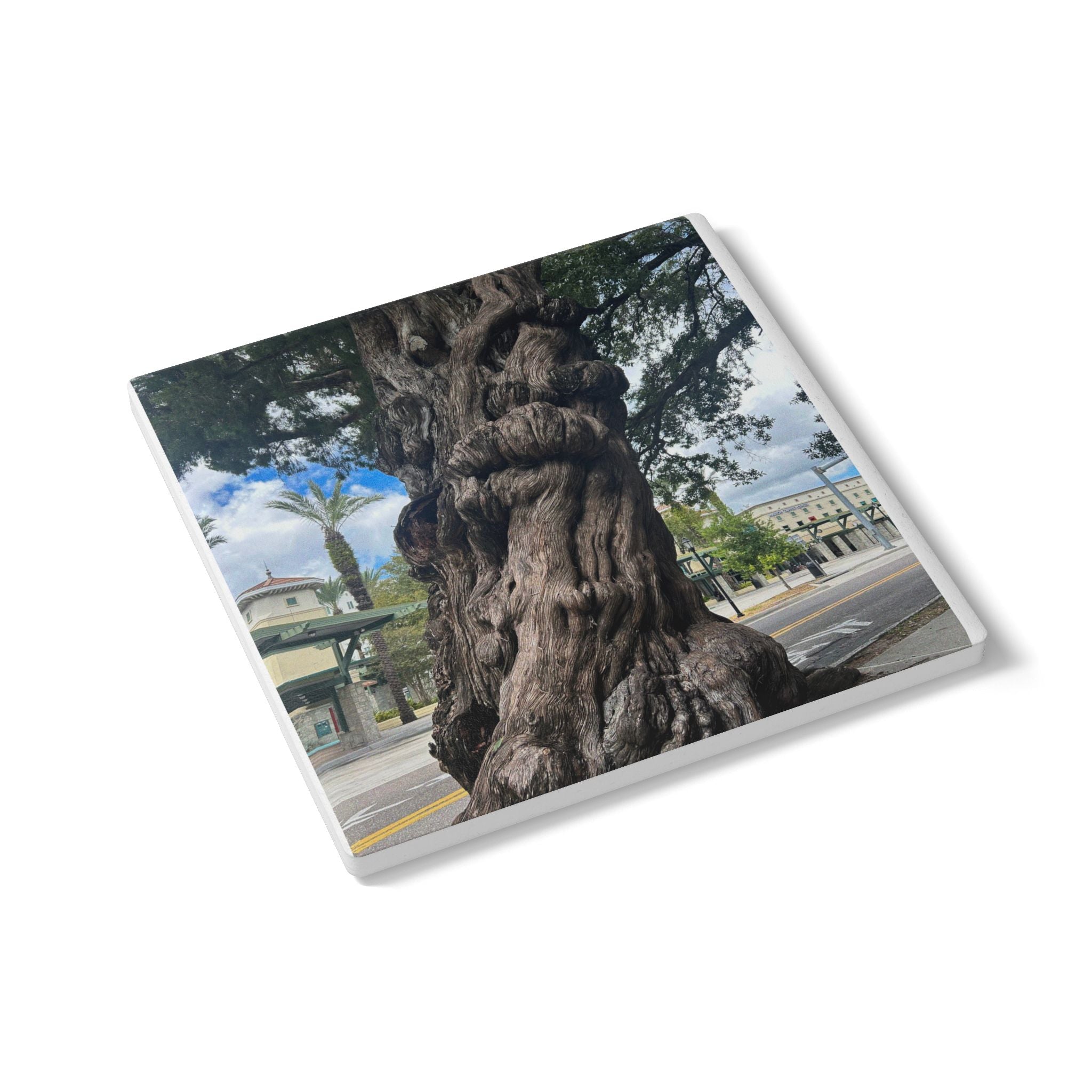 “The Ancient Tree of Tampa” Coaster