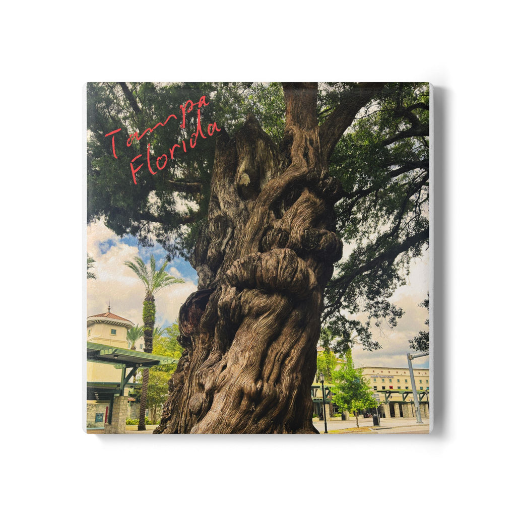 The Ancient Tree of Tampa Ceramic Coaster