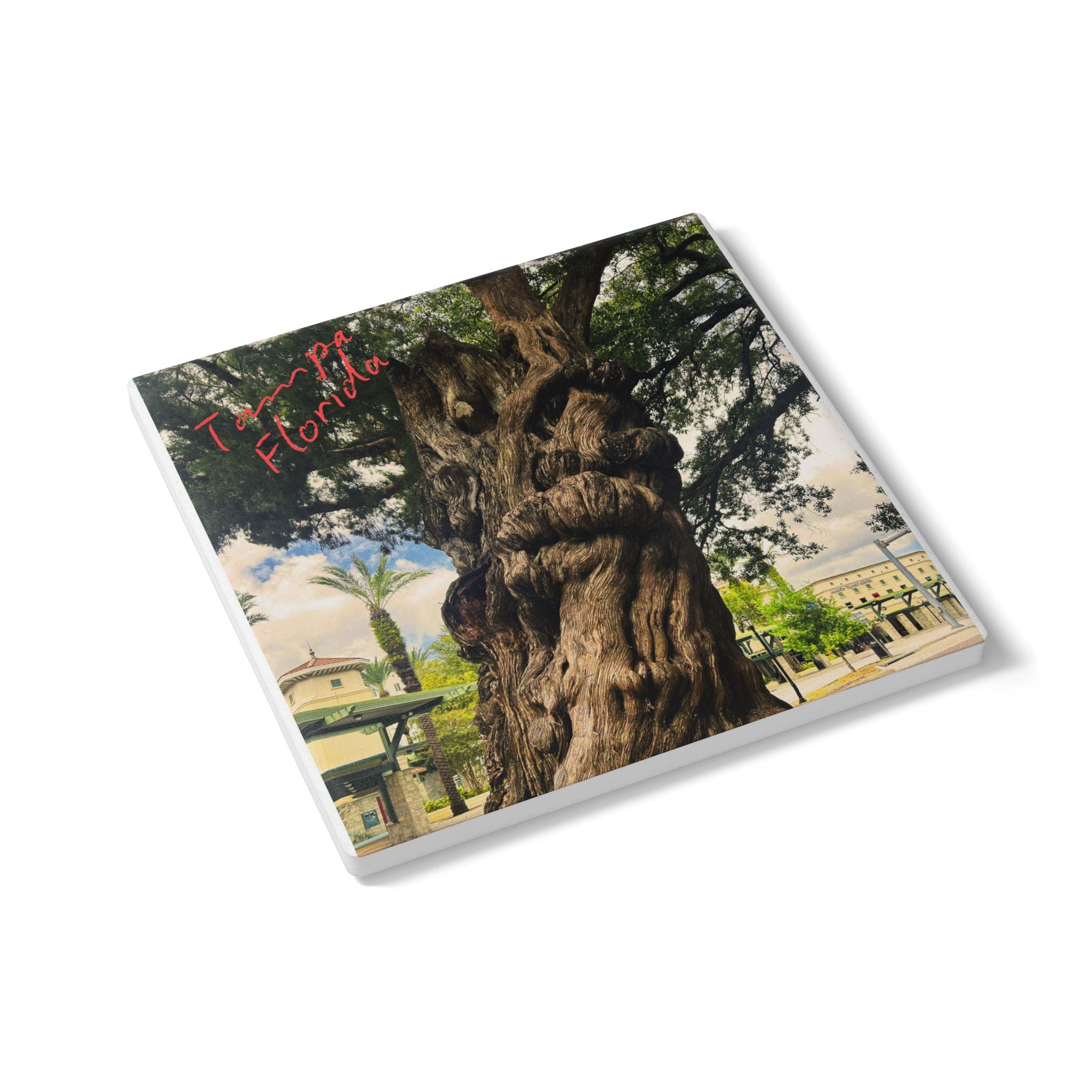 The Ancient Tree of Tampa Ceramic Coaster