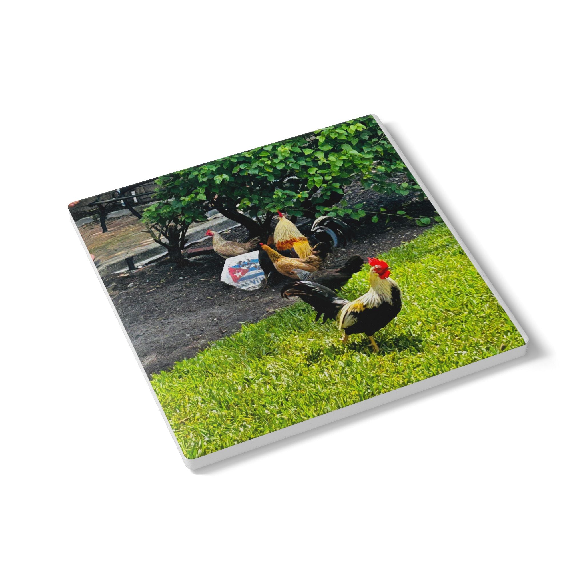 “Ybor Roosters at Rest” Coaster