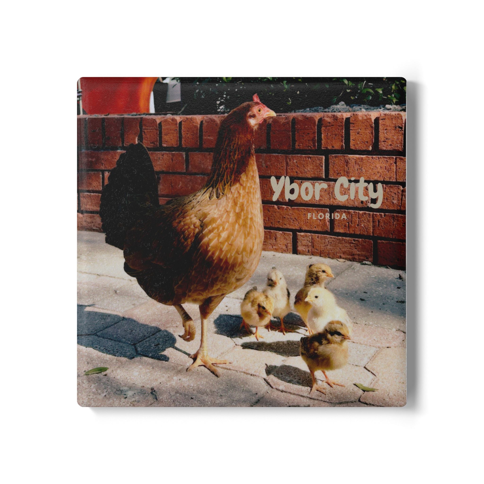 Ybor City Hen & Chicks Coaster