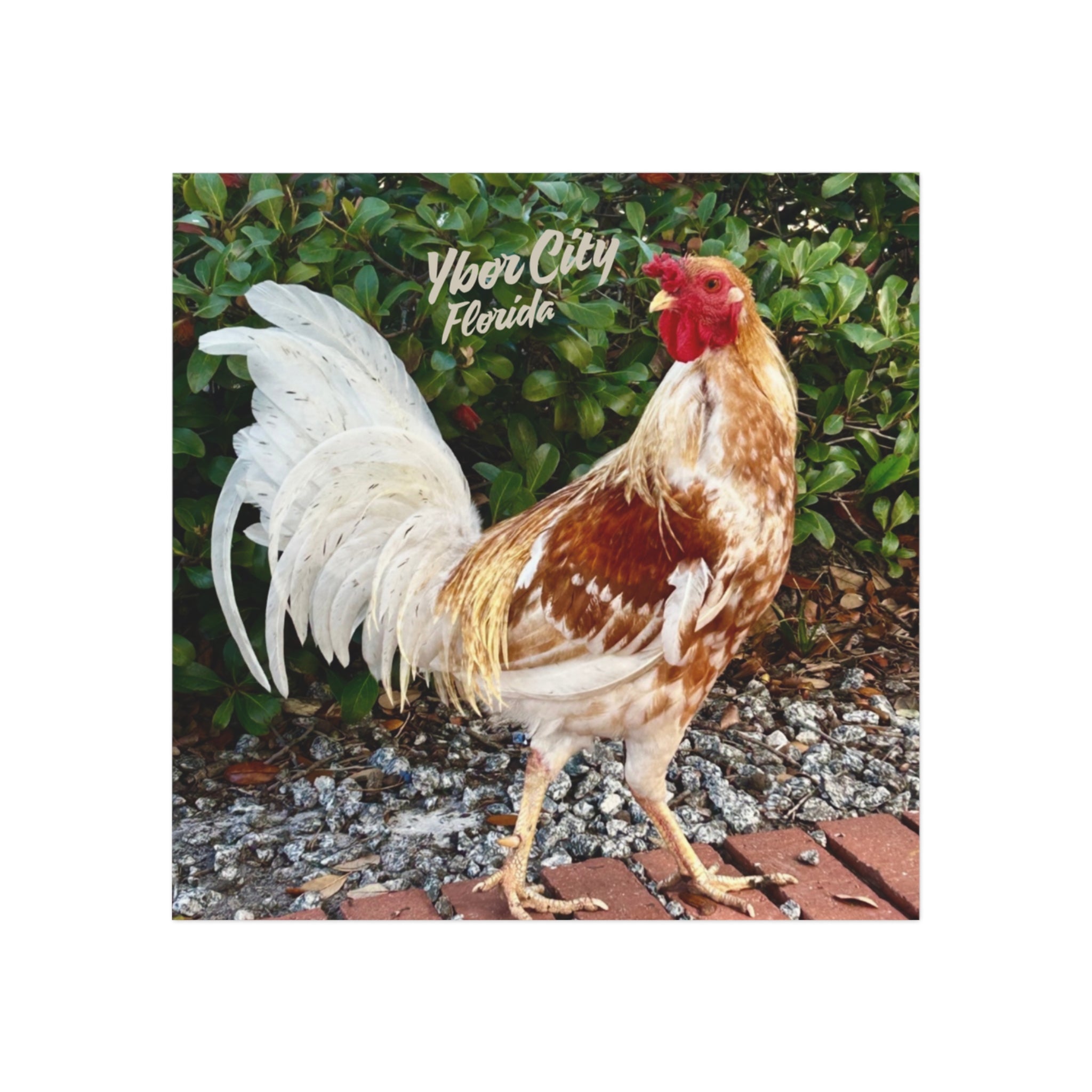 White Rooster of Ybor Magnet