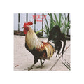 Ybor City Rooster Magnet