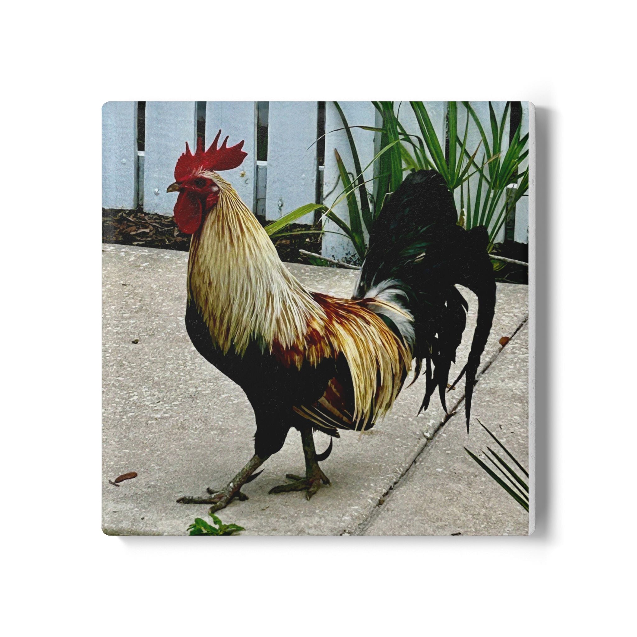 “Ybor Rooster” Coaster