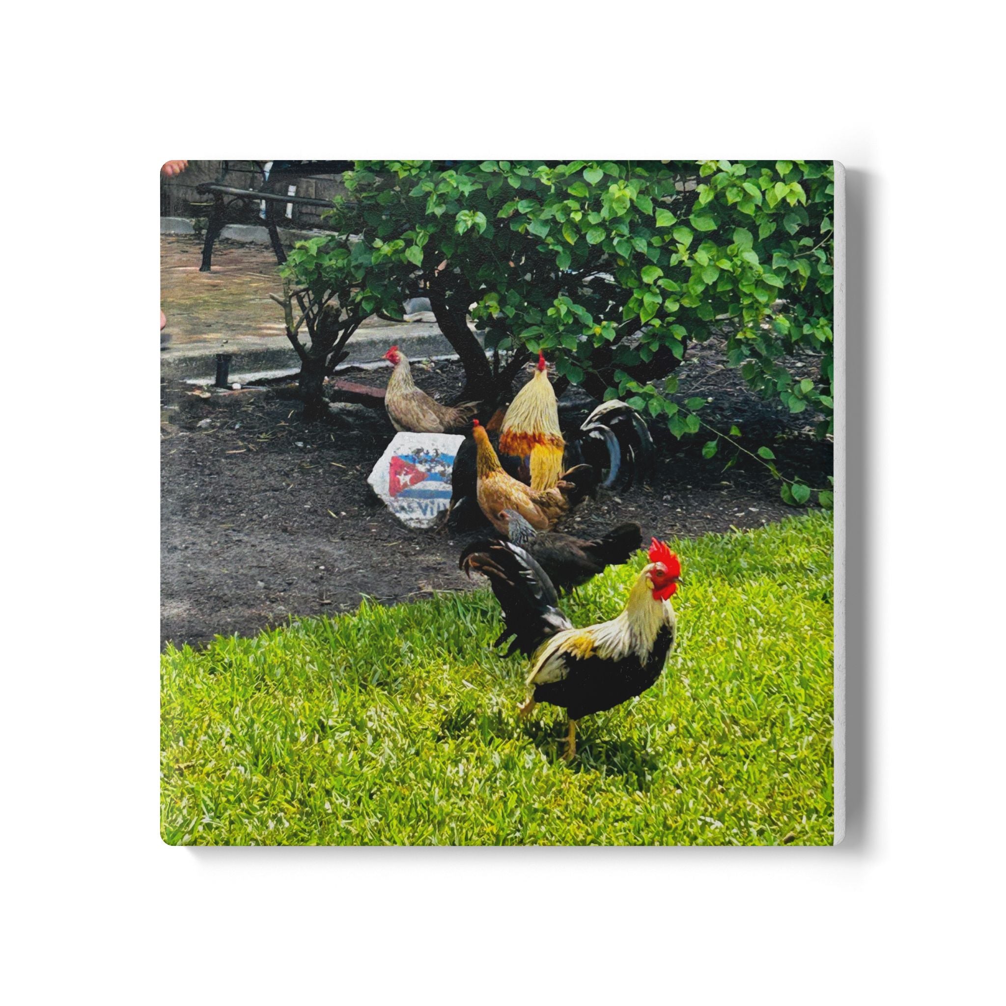 “Ybor Roosters at Rest” Coaster