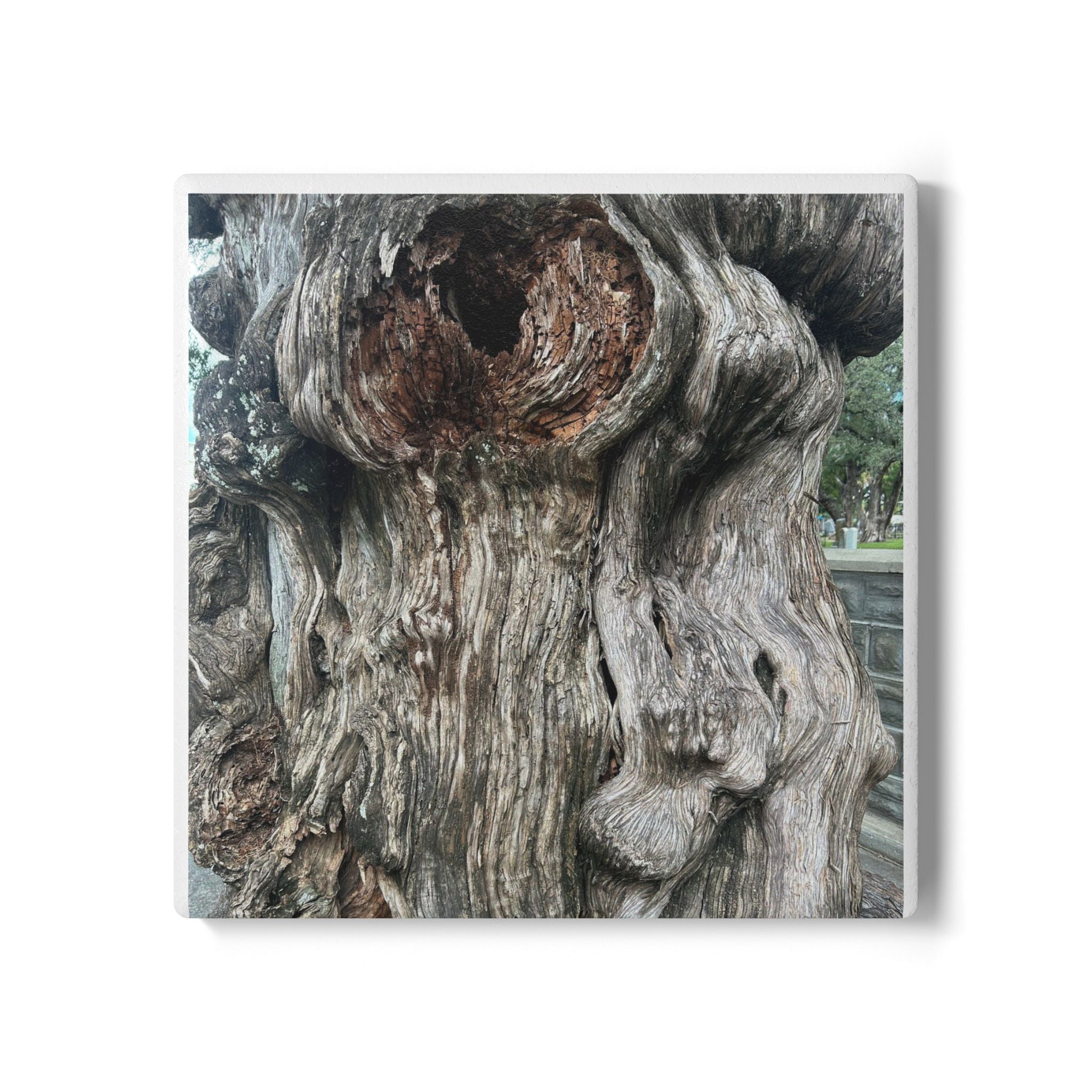 “The Heart of Tampa Tree” Coaster